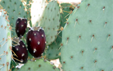 image of a cactus