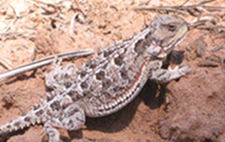 image of a horned toad